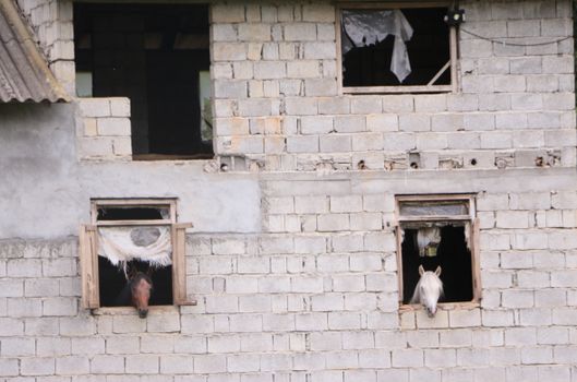 horse property
