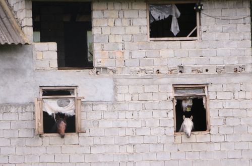 Free Two horses peeking from windows of a weathered barn facade, capturing rural life. Stock Photo
