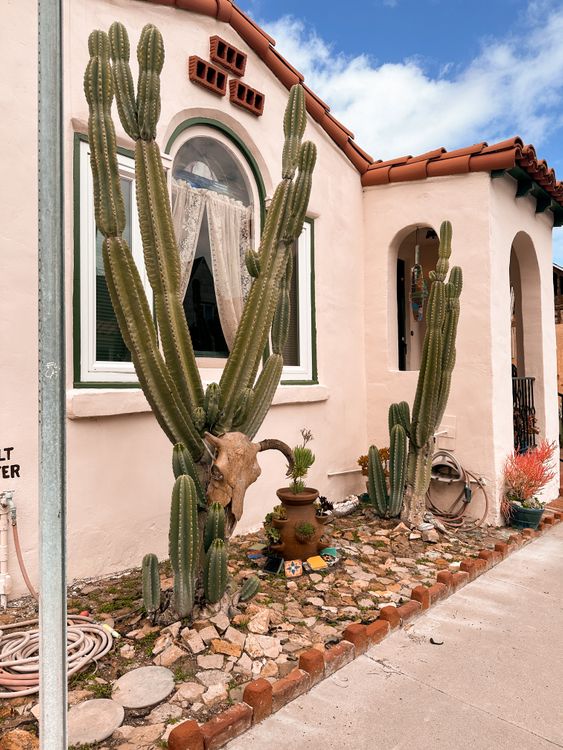 fishhook cactus Fishhook Cactus main image 0