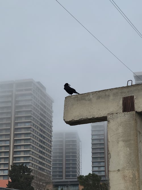 Free stock photo of buildings, crow, foggy