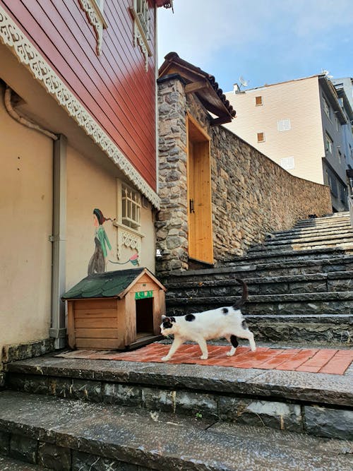 Cat near Cat House on Stairs in Town