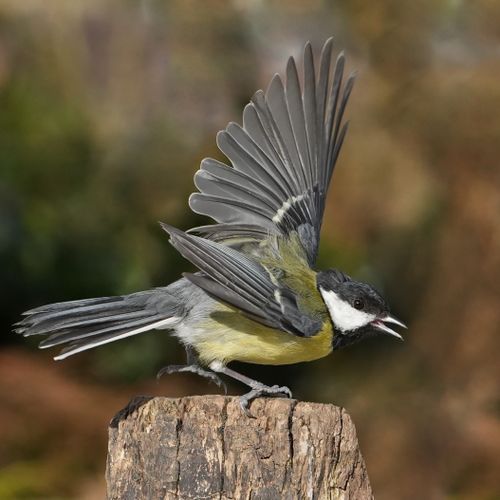Free Great tit bird in mid-flight with wings spread perched on a tree stump outdoors. Stock Photo