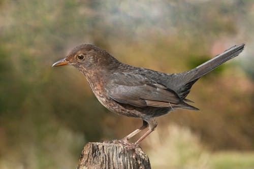 Close-up of a Blackbird 