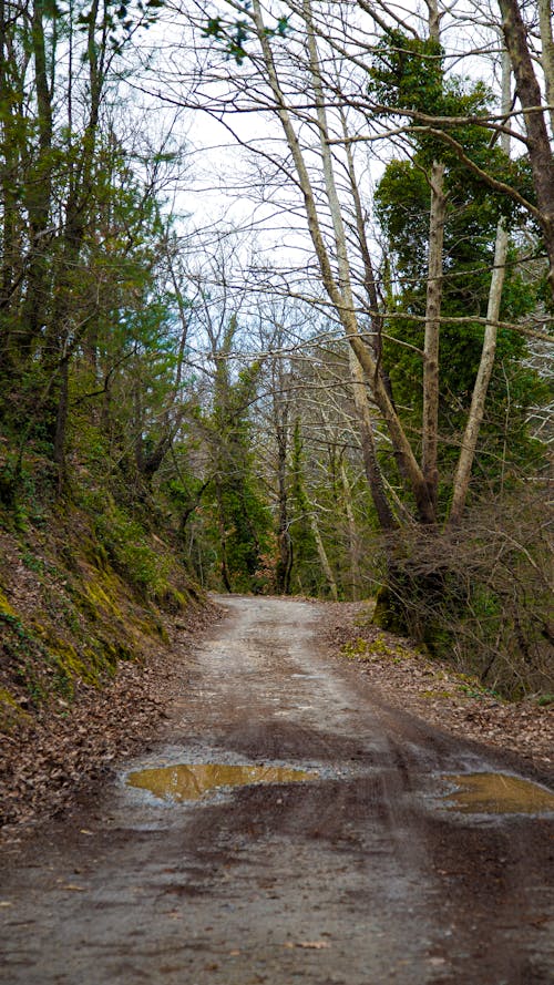 Foto profissional grátis de árvores, declínio, estrada rural