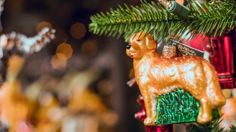Goldglänzender Christbaumanhänger in Form eines Golden Retrievers an einem Tannenzweig, dahinter unscharfe Lichter