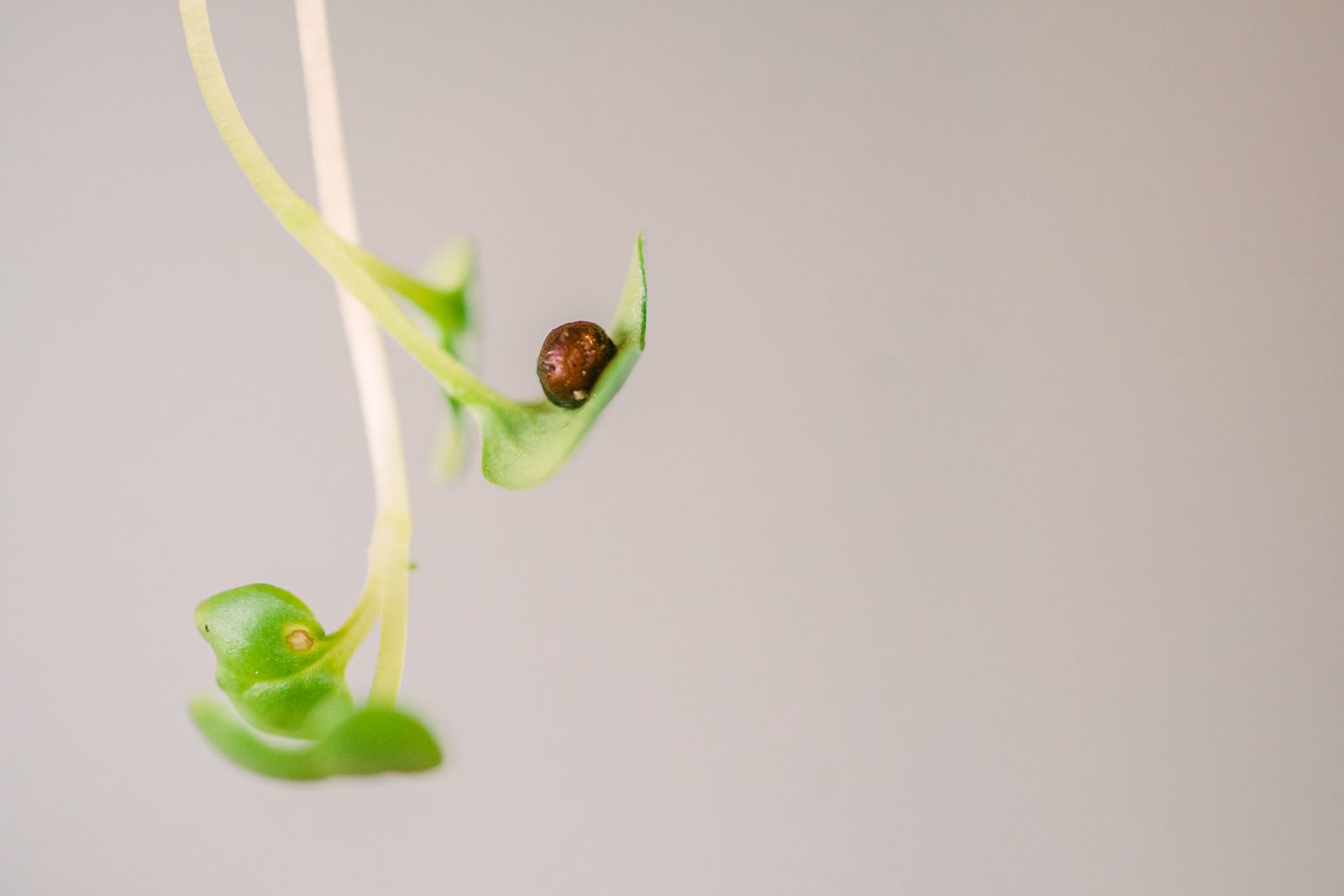 How to Plant Germinated Seeds for a Perfect Start