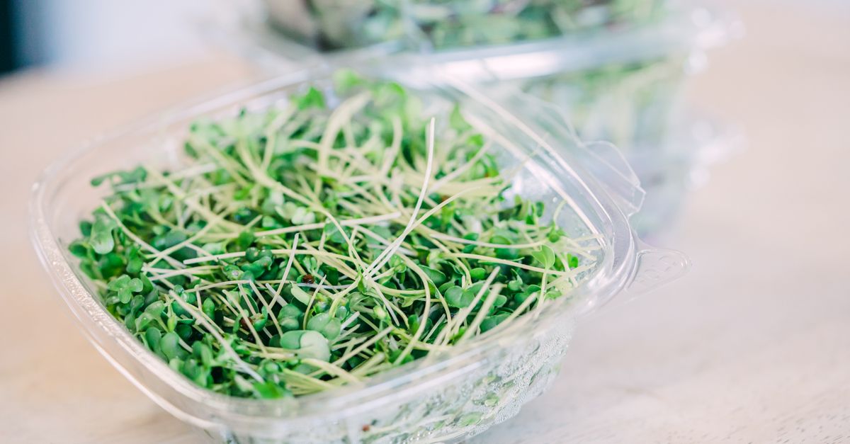 Sprouts in a Food Box · Free Stock Photo