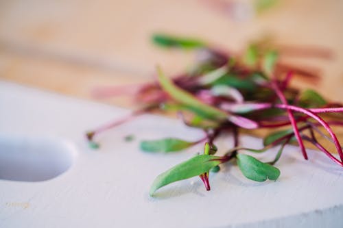 Ücretsiz bitki, brüksel lahanaları, ince içeren Ücretsiz stok fotoğraf Stok Fotoğraflar
