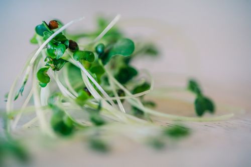 Free Close-up of fresh green organic sprouts with soft focus on a neutral background. Stock Photo