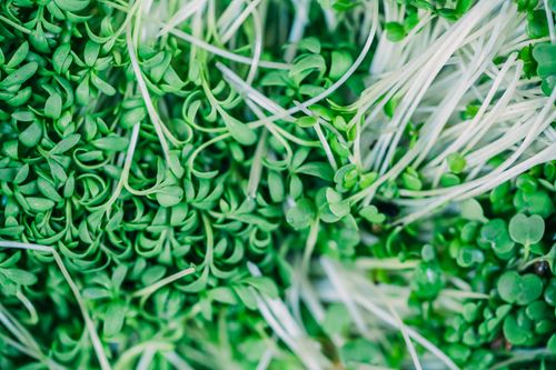 Free Detailed close-up of fresh green microgreens, showcasing natural textures and vibrant colors. Stock Photo