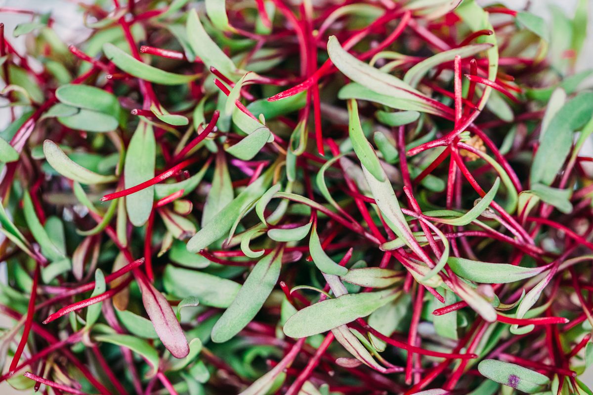 Close-up of fresh beetroot microgreens with vivid stems and green leaves