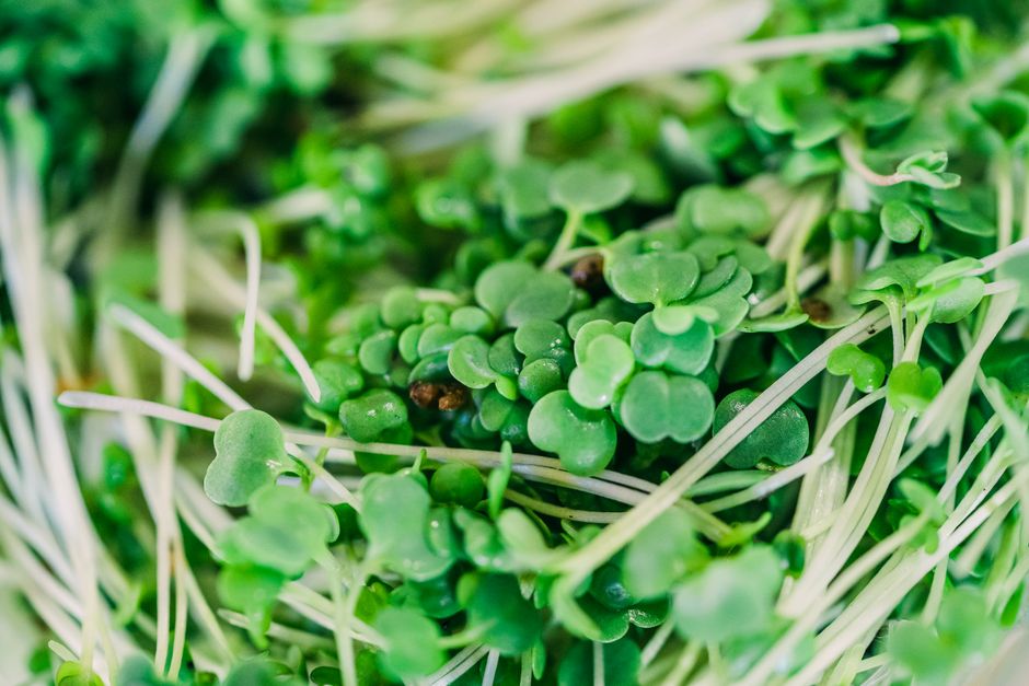 close-up of vibrant broccoli microgreens - indoor microgreens growing kit close-up of vibrant broccoli microgreens - indoor microgreens growing kit