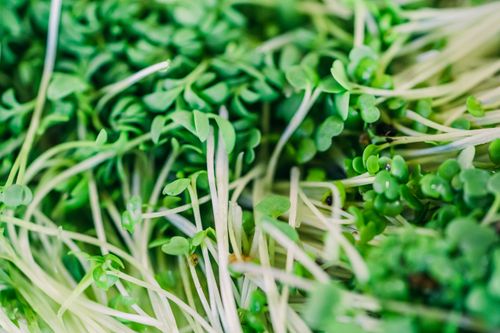 Free Vibrant close-up of fresh green microgreens showcasing texture and vitality. Stock Photo
