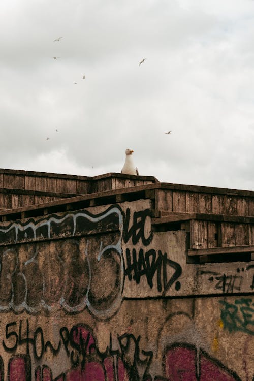 Fotos de stock gratuitas de animal, Gaviota, graffiti