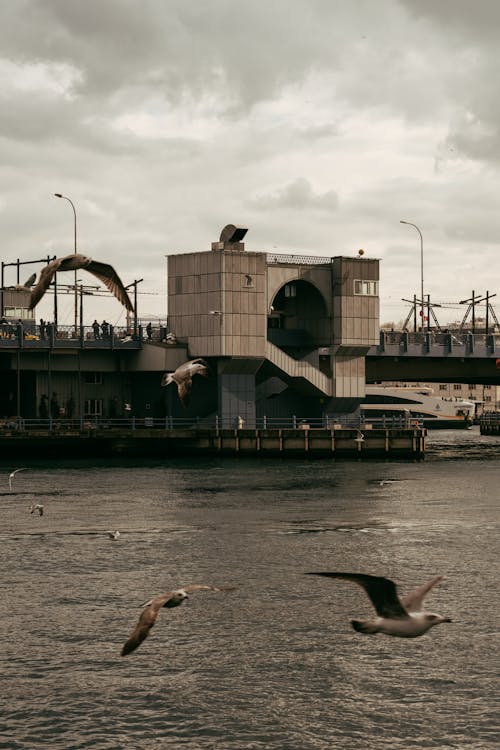 Seagulls Flying over the Water on the Background of a Bridge in City 