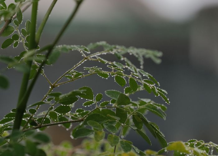 Moringa Seeds - Urban Goes Green Plant Guide