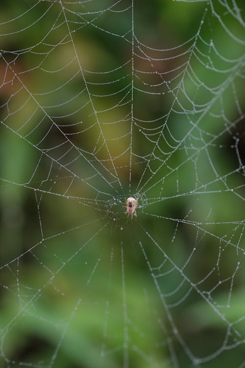 Gratis Fotos de stock gratuitas de araña, de cerca, naturaleza Foto de stock