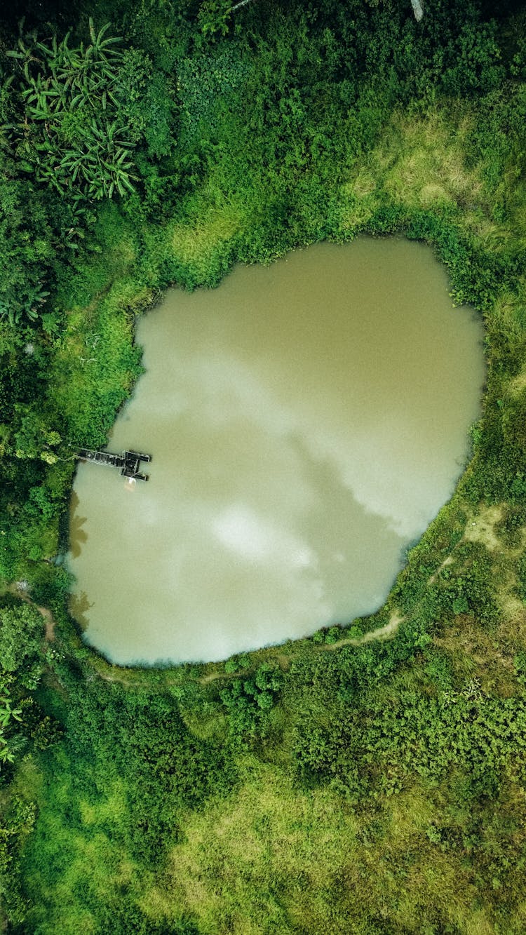 Lake In Jungle