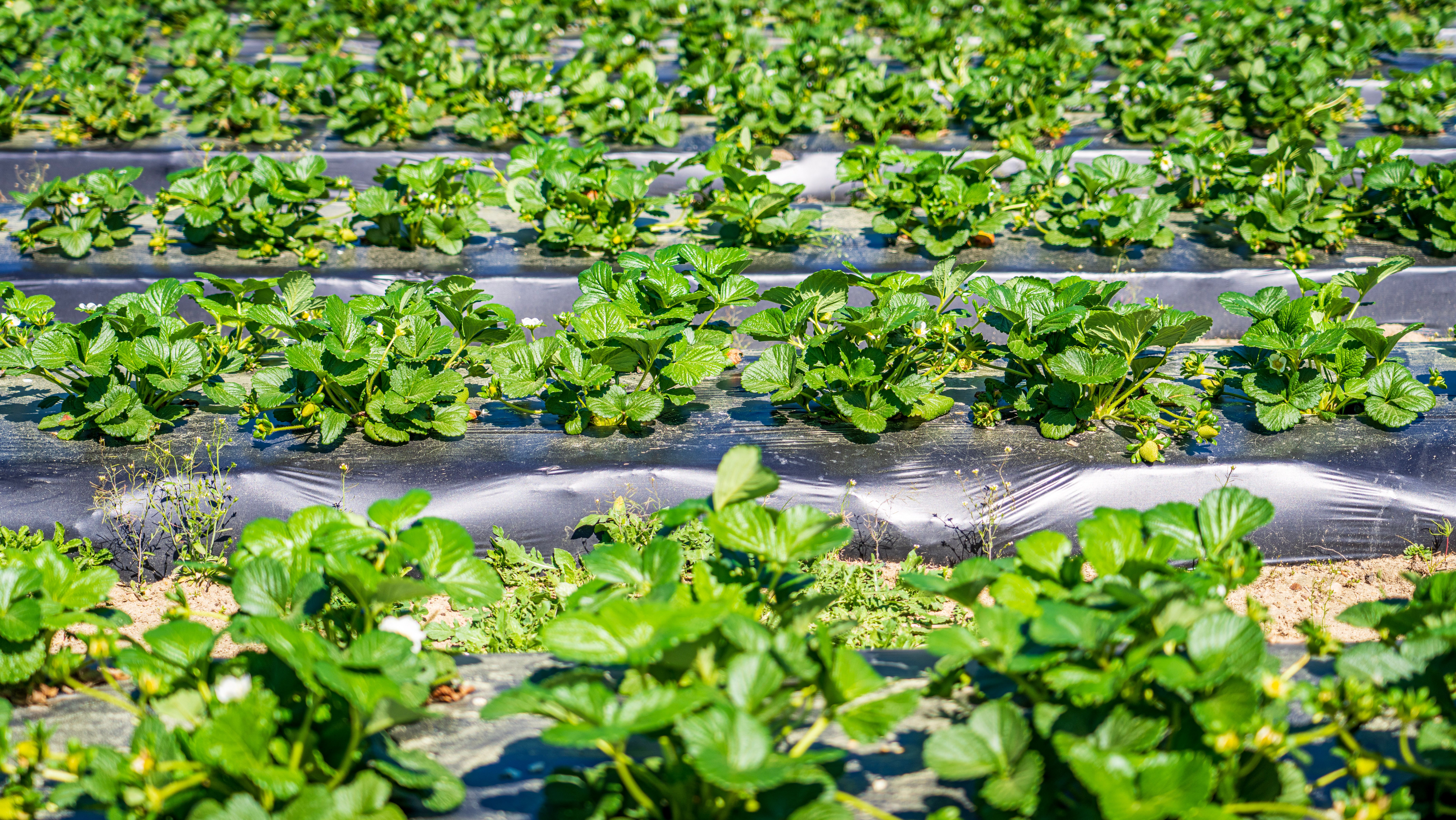 gardening image
