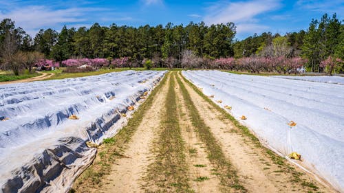 Photos gratuites de agriculture, arbres, chemin de terre