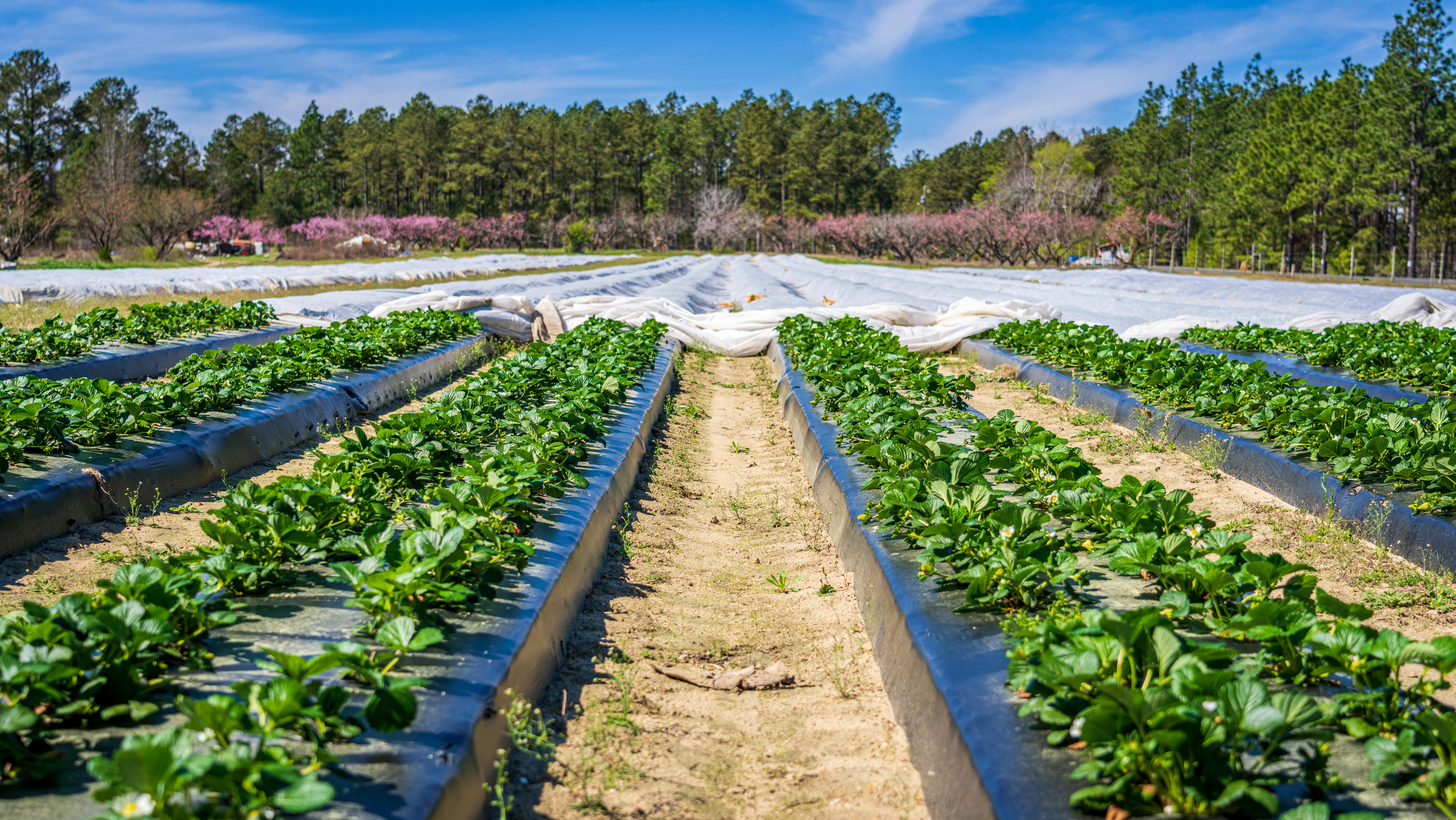 Vibrant strawberry plants grow in neat rows on a sunny spring day, surrounded by trees.