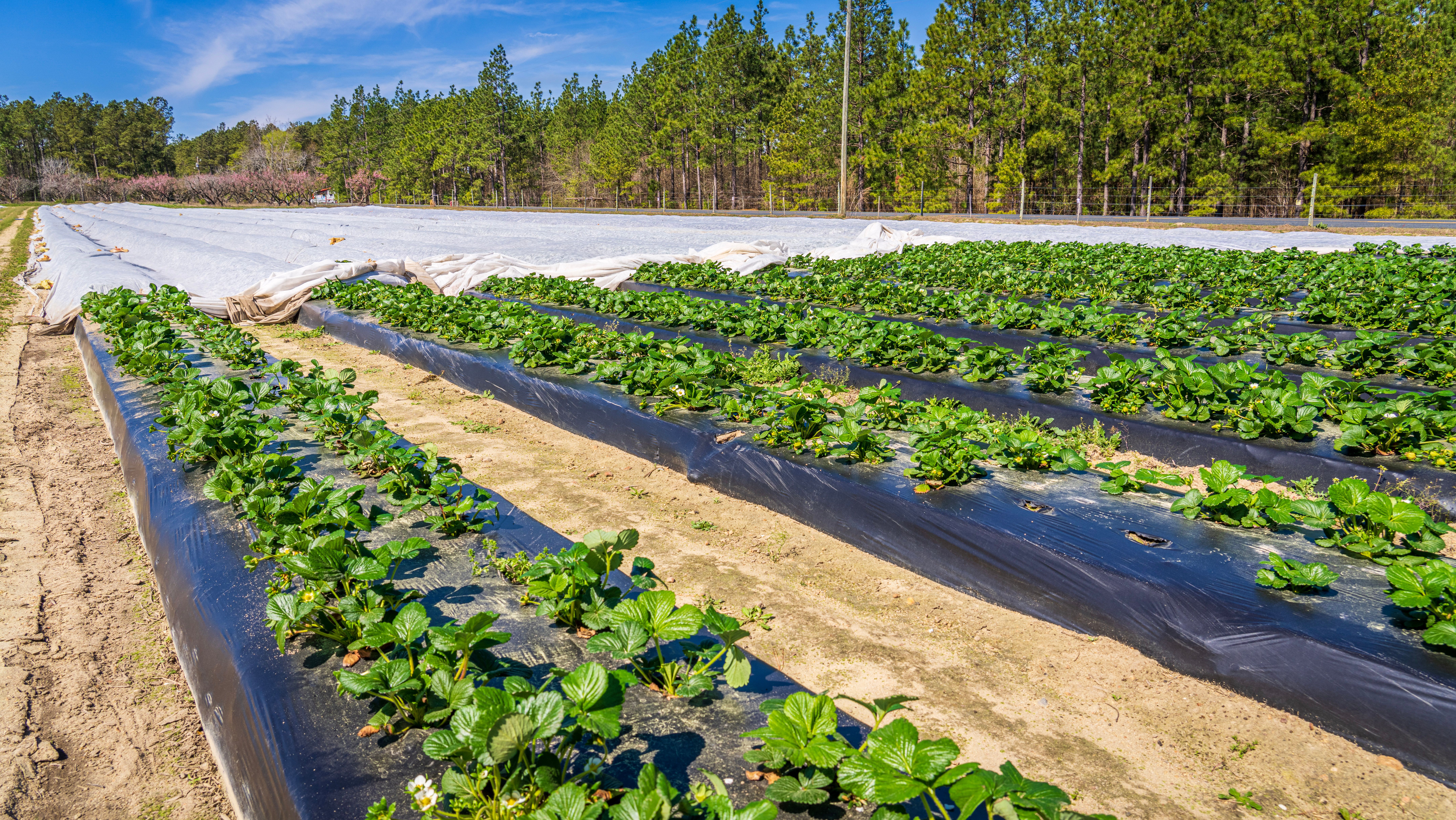 Farm with Canopies for Crops Protection · Free Stock Photo