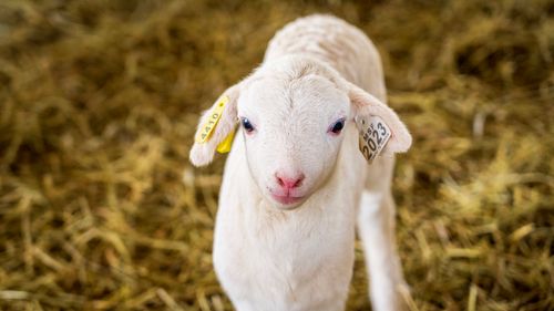 Free Close-up of a cute baby lamb with ear tags in a barn. Perfect for nature lovers. Stock Photo