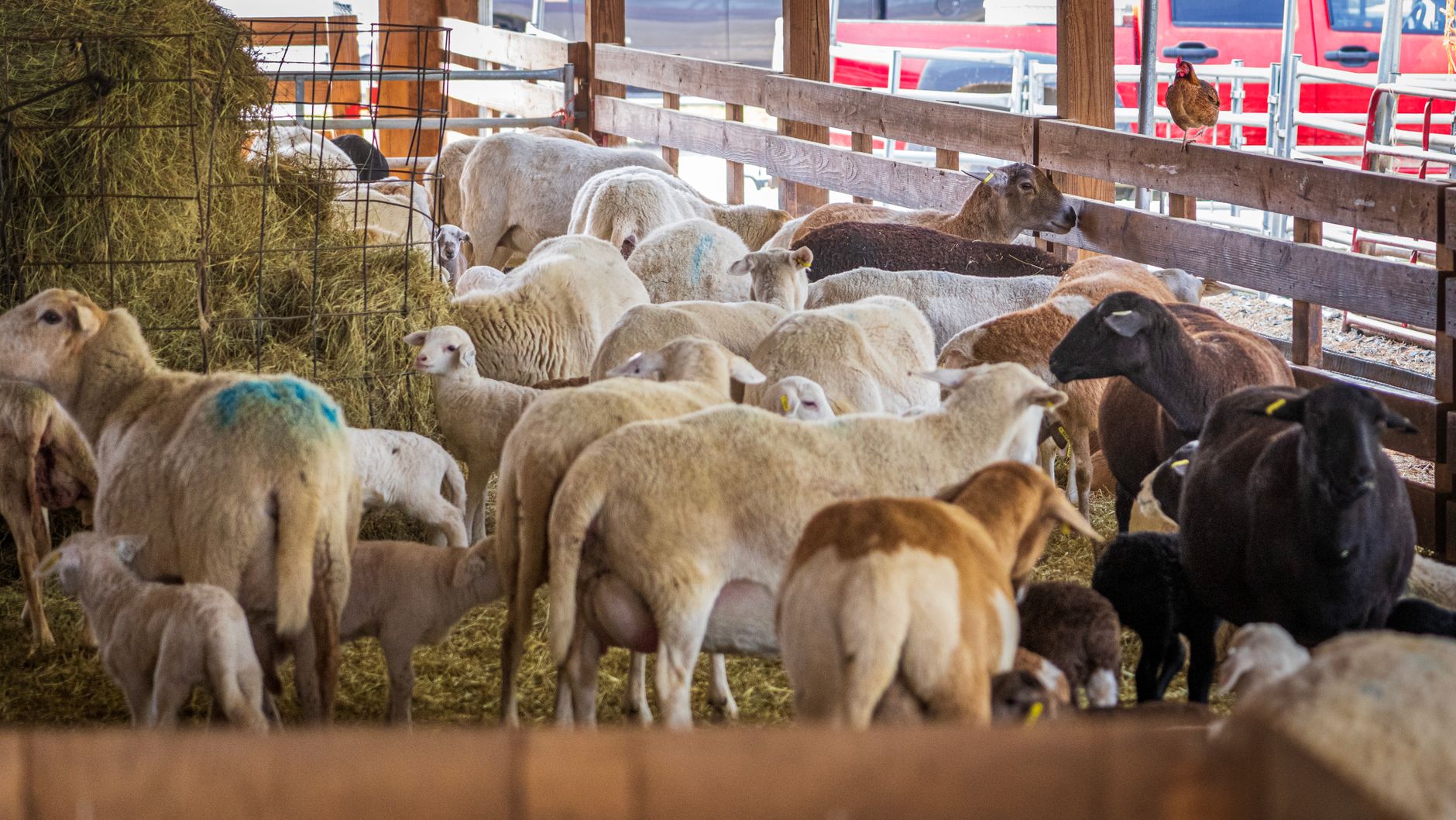 A sheep undergoing diagnostic blood testing at a veterinary clinic