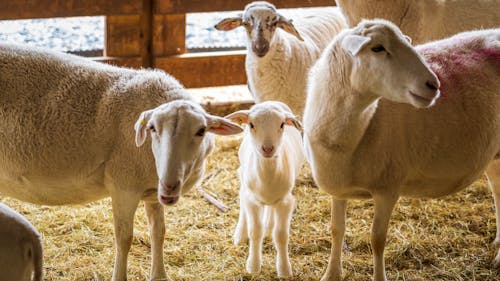 A Lamb between Sheep on a Barn 