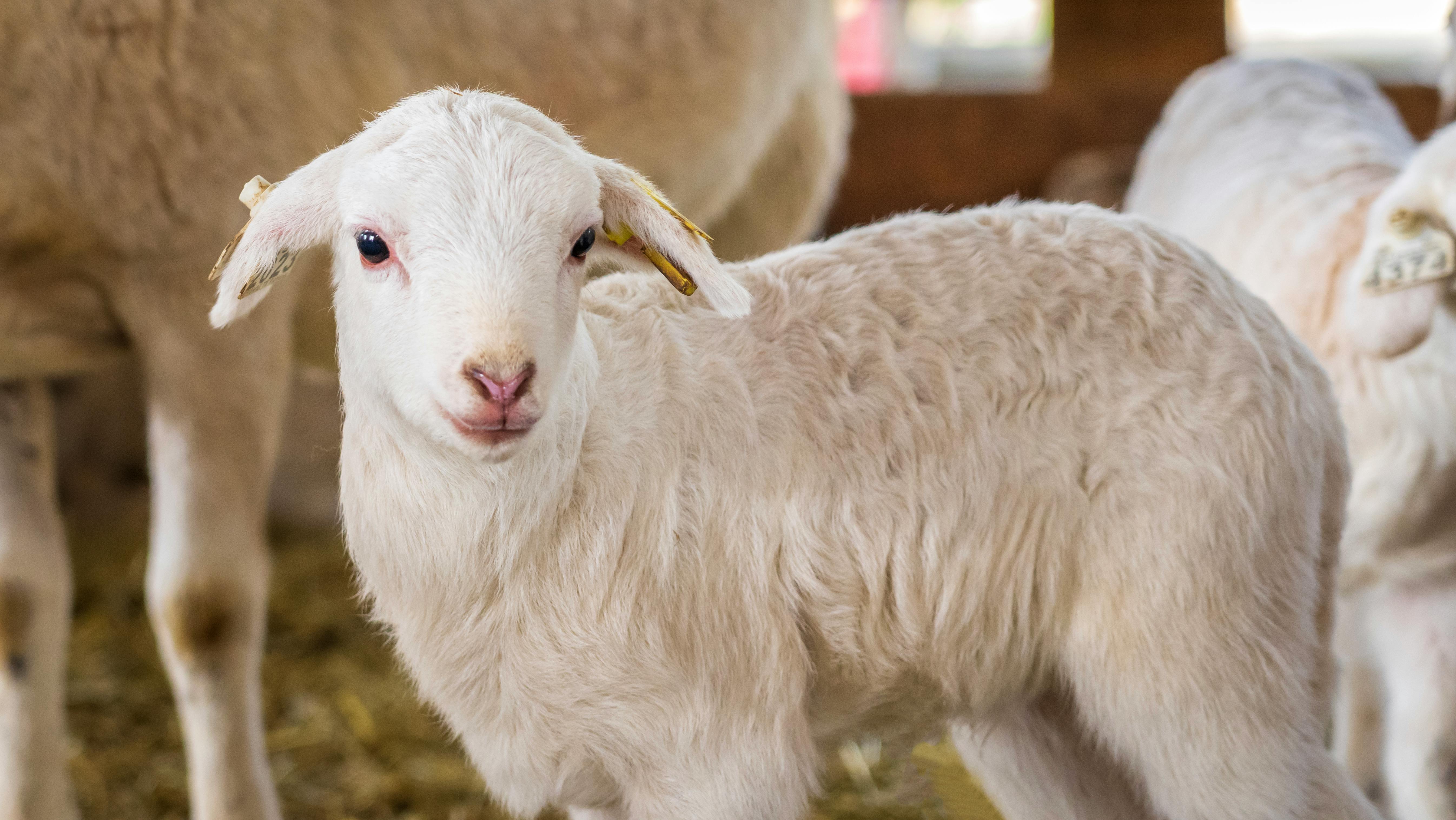 White Fur Stock Photo - Download Image Now - Wool, Animal, Animal