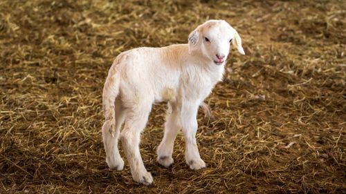 Free Adorable white goat kid standing on a bed of straw in a farm setting. Perfect for agriculture or livestock themes. Stock Photo