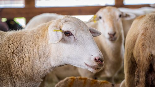 Free Sheep inside a barn, showcasing their natural texture and serene expression. Stock Photo