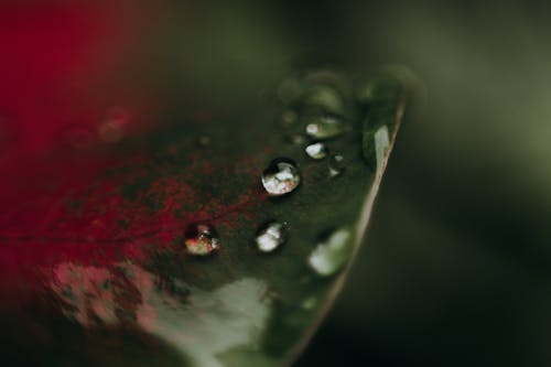 Raindrops on Green Leaf