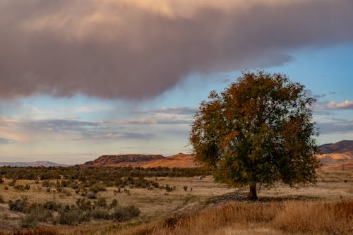 Free Green Tree Near Mountain Stock Photo