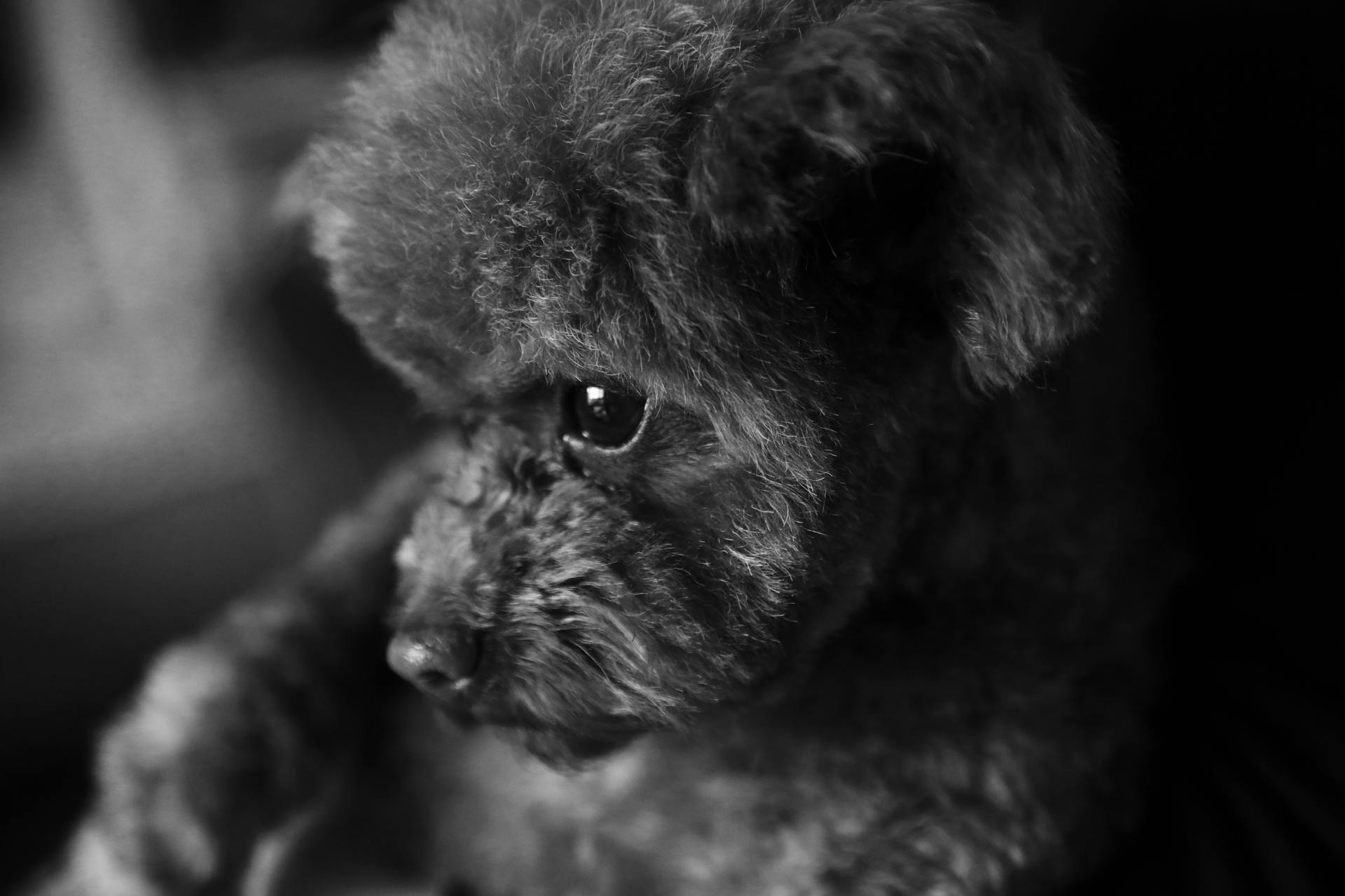 Black and White Close-up of a Poodle Toy Puppy