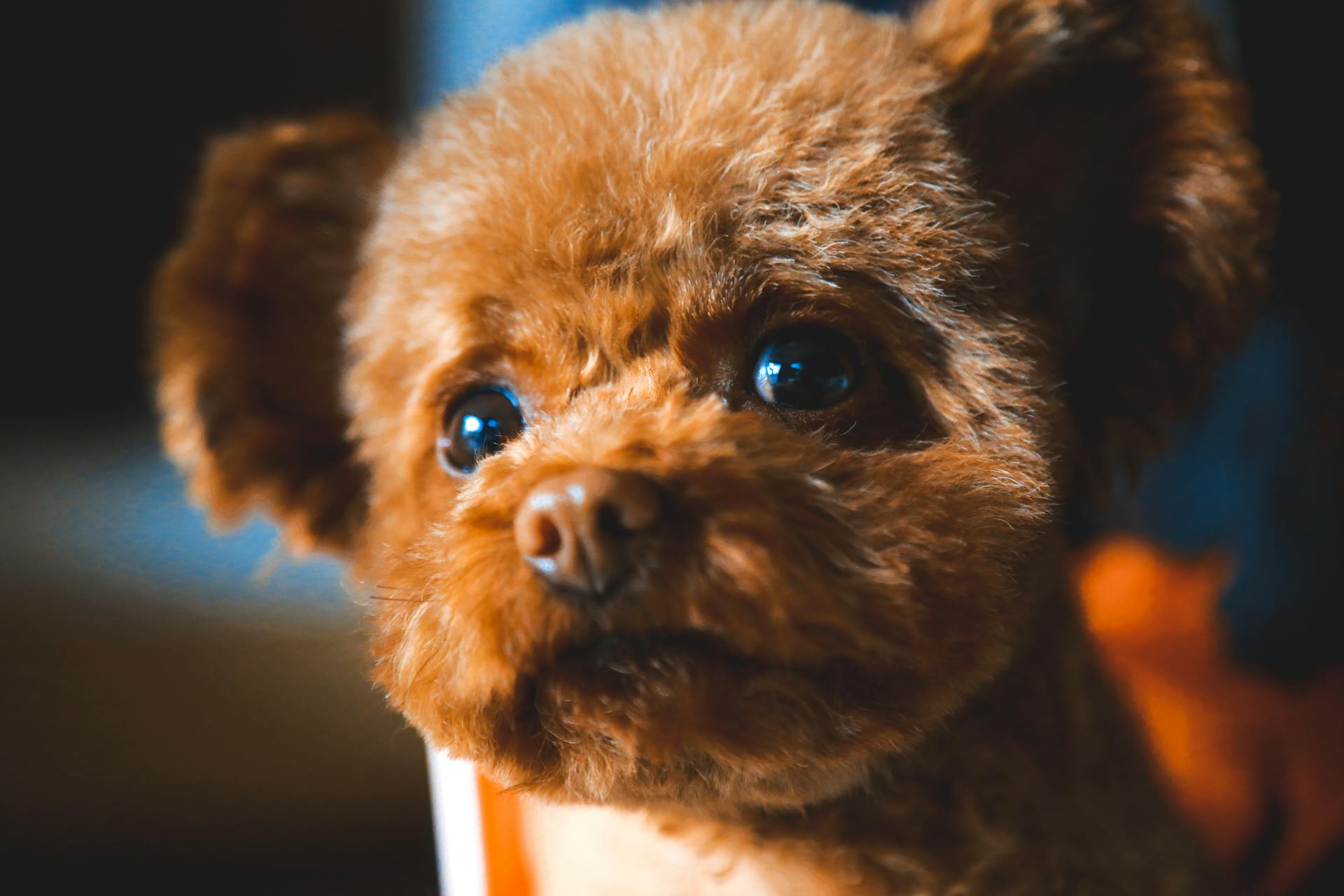 Vue rapprochée d'un chiot jouet