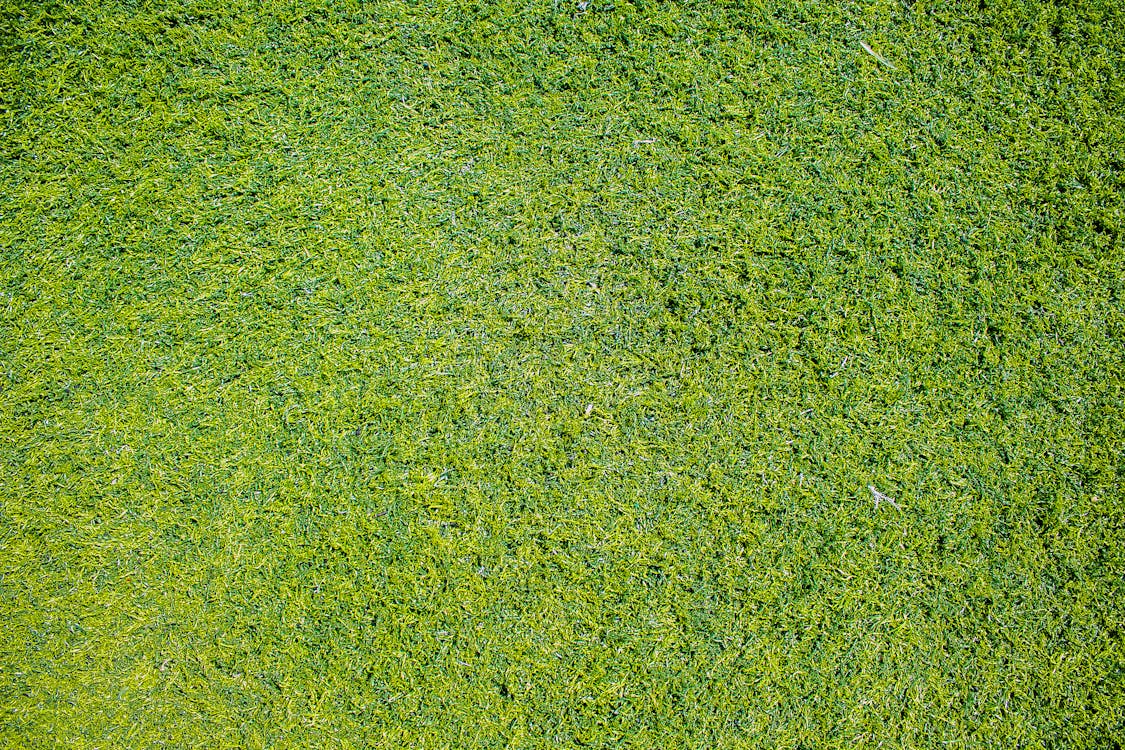 Free Top View Photo of Grass Stock Photo
