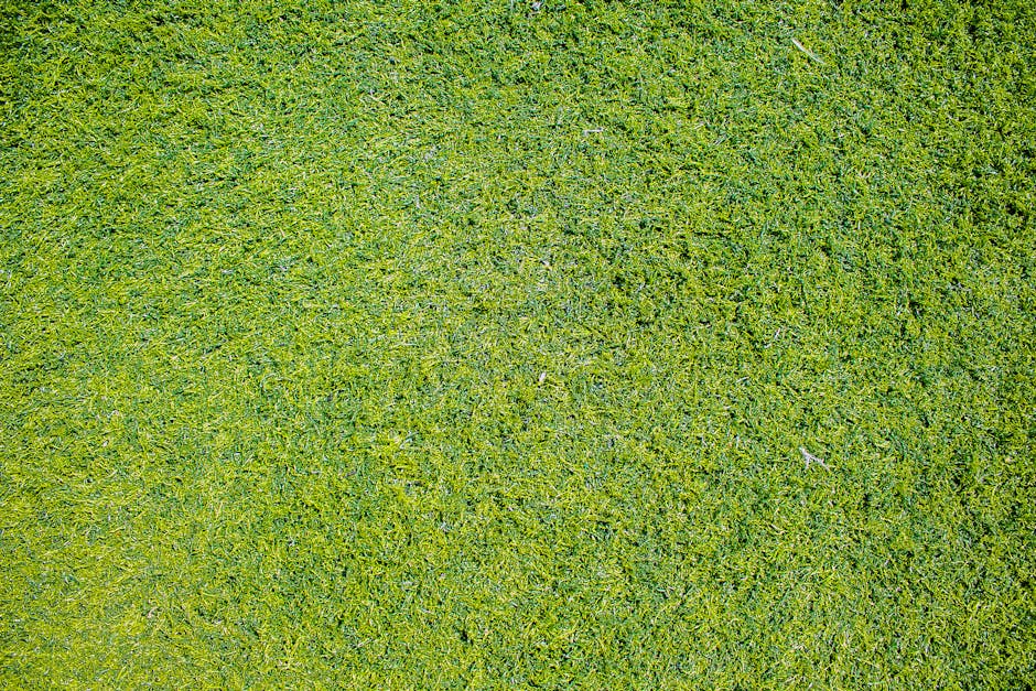 Why Lawn Aeration Matters (and When to Do It)