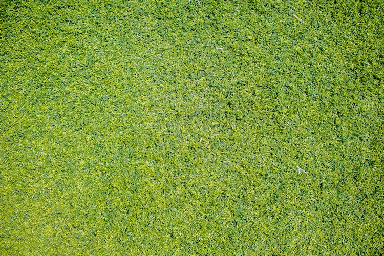 Top View Photo Of Grass