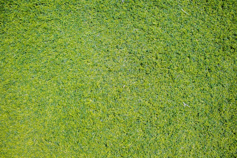 Close up green grass