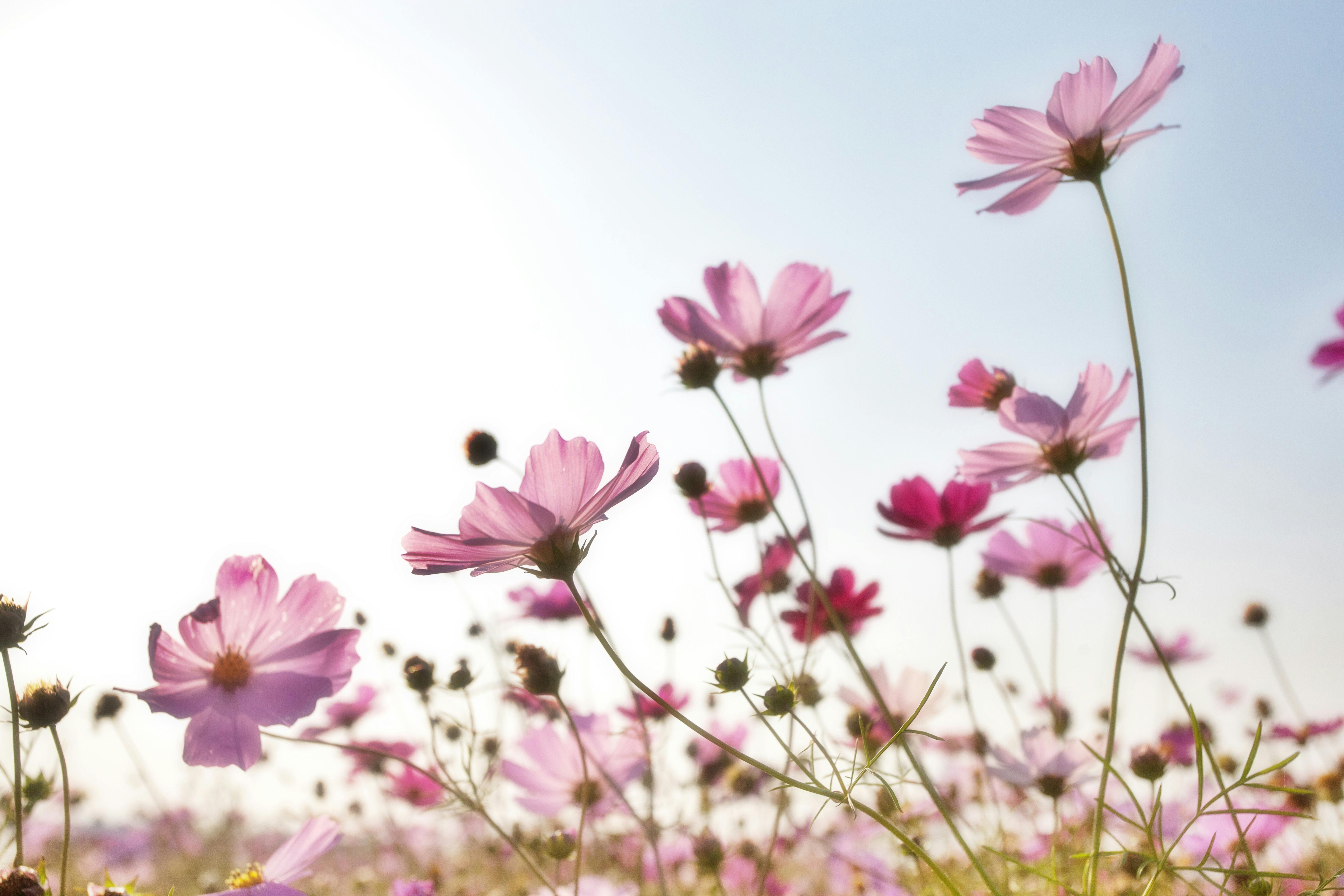 field of pink flowers wallpaper