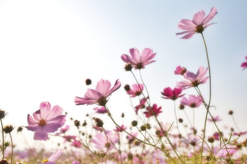 무료 핑크 꽃밭 스톡 사진