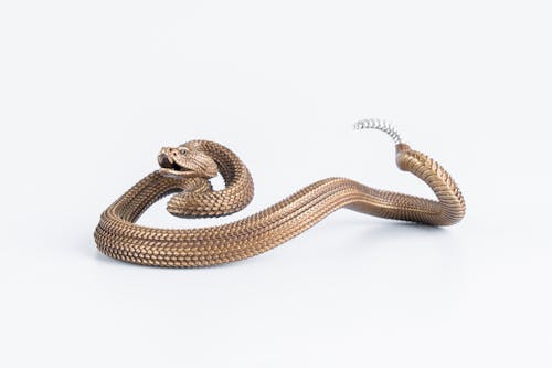 Close up of Bronze Snake