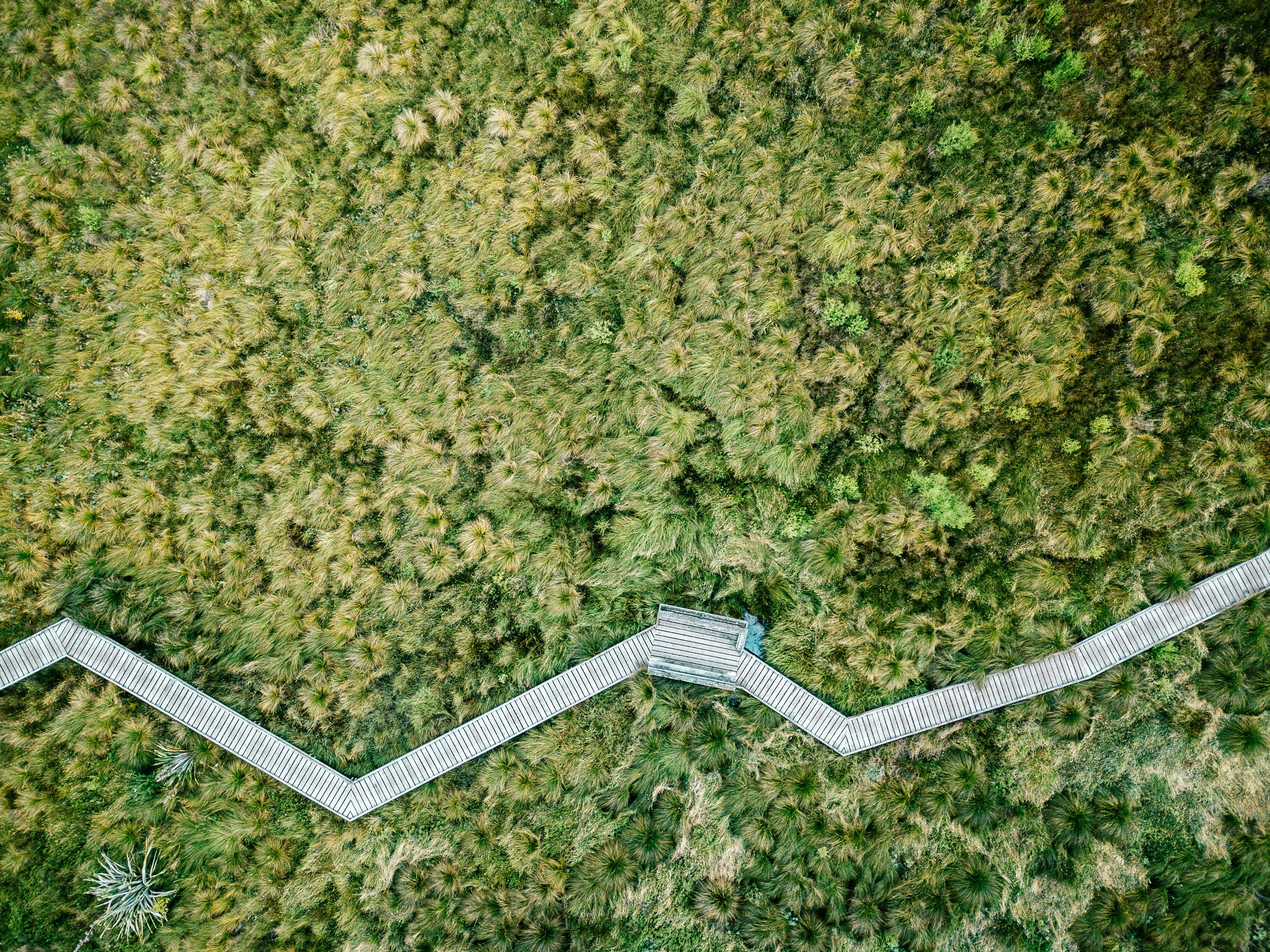 Healthspan White Paper: The Data-Driven Path to Longevity — Photo by Josh Withers on Pexels