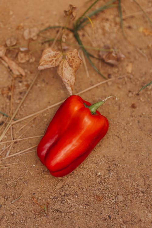 Close-up of a Red Pepper on the Ground 