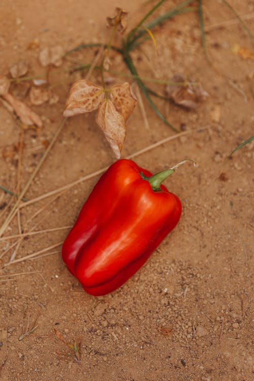 Foto profissional grátis de agricultura, alimento, aumento