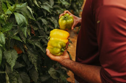 Man Holding Yellow Bell Peppers