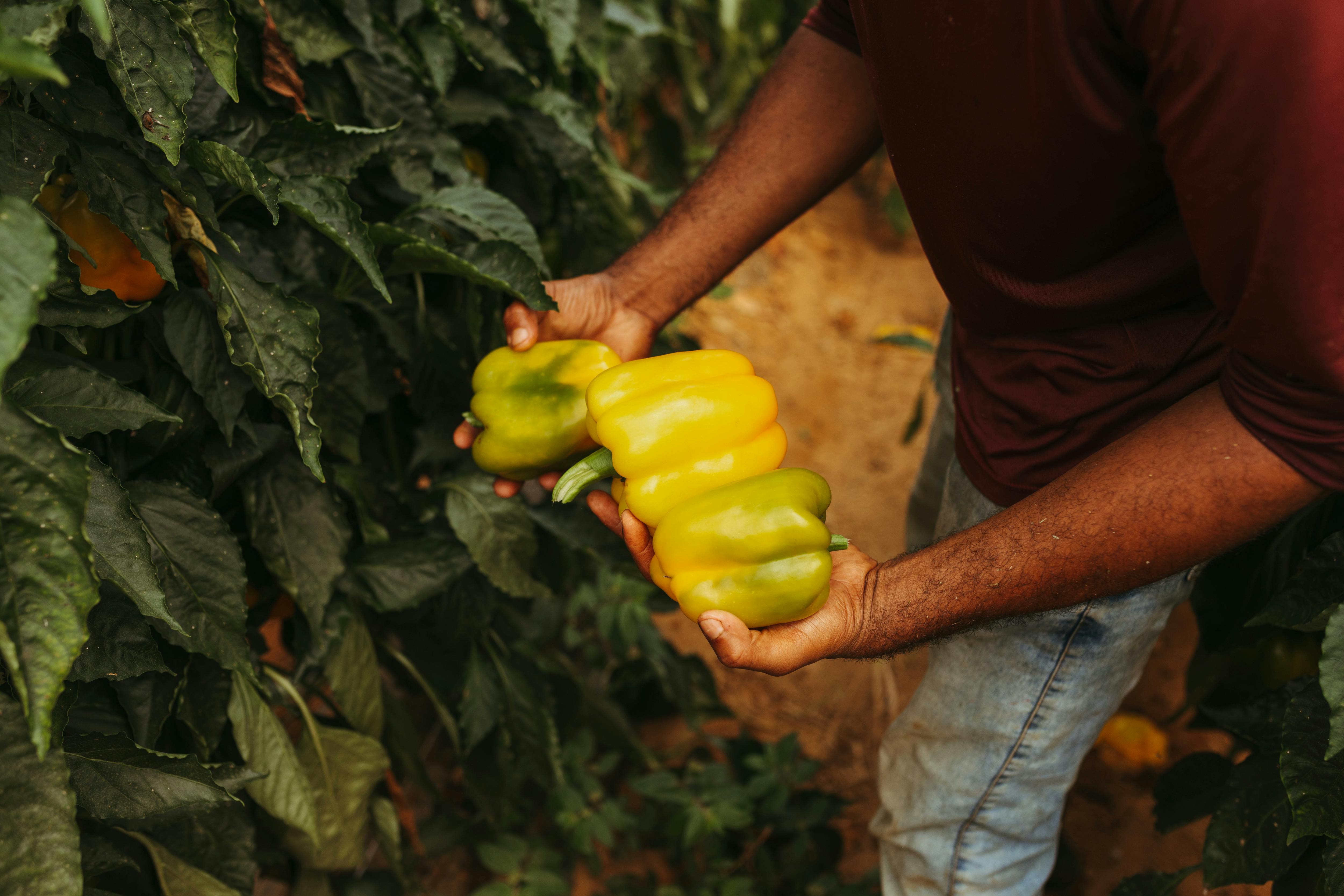 farmer holding yellow peppers in field