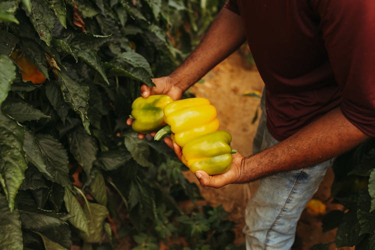 Farmer Holding Yellow Peppers In Field