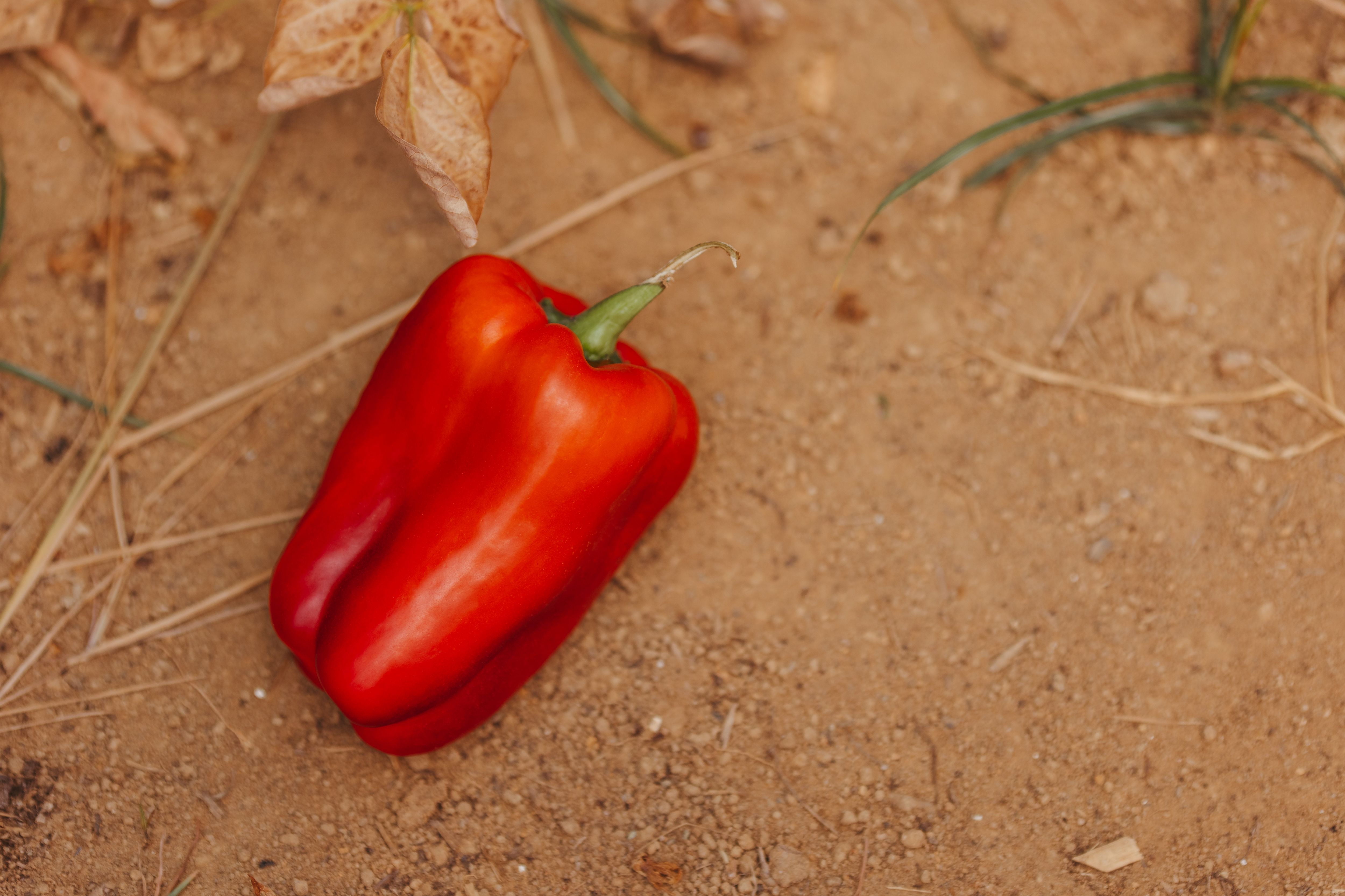 Close-up of a Red Pepper on the Ground · Free Stock Photo